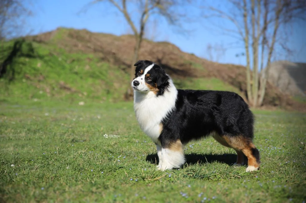 papa daisy berger australien